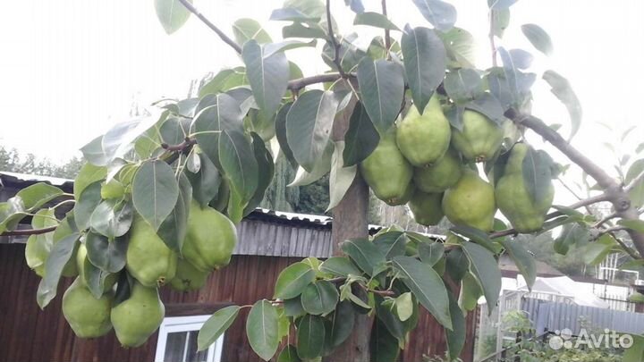 Саженцы груш