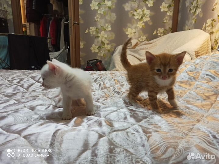 Котята бесплатно