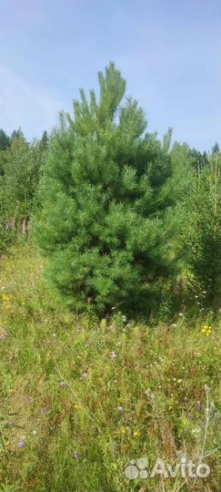 Ели и сосны живые новогодние