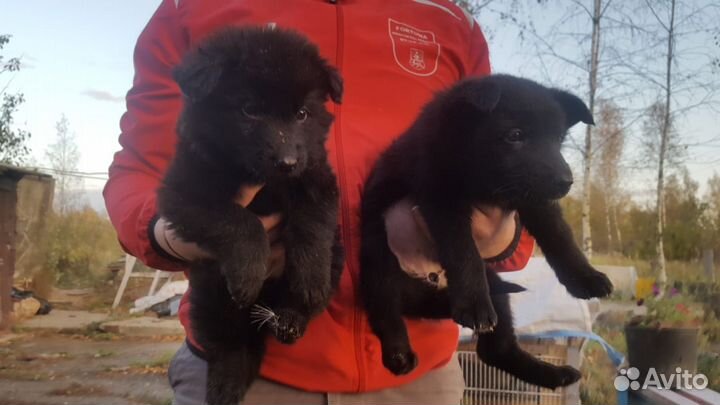 Черные немцы