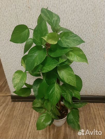 Эпипремнумы Золотистый и Марбл Квин