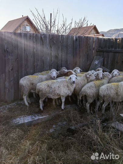 Овцы