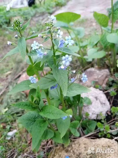 Незабудки многолетки