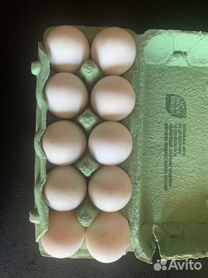 Яйцо домашнее утиное