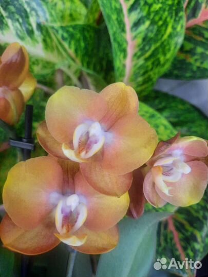Орхидея Фаленопсис Лас-Вегас