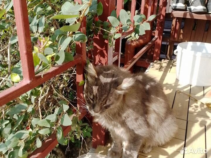 Назову кошку в честь вашей девушки