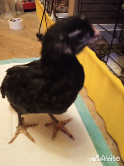 Цыплята амерауканы