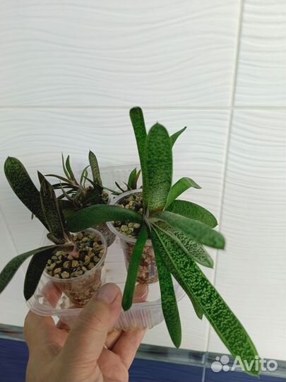 Сингониум, Гастерия