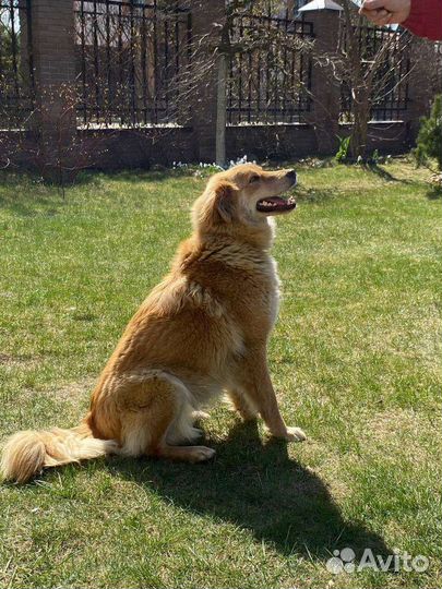 Ласковая спокойная собачка небольшая