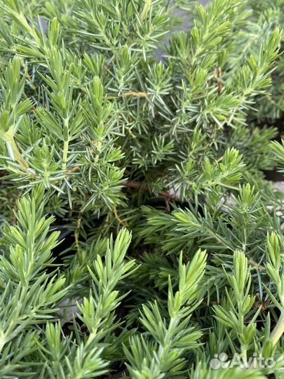 Можжевельник Прибрежный 