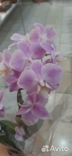 Фаленопсис мини