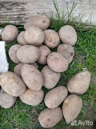 Продам картофель домашний