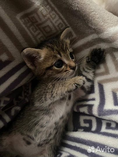 Котенок девочка в добрые руки