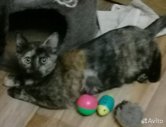 Котенок подросток