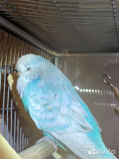 Попугай чех самка
