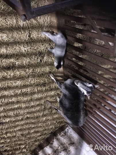 Козы дойные