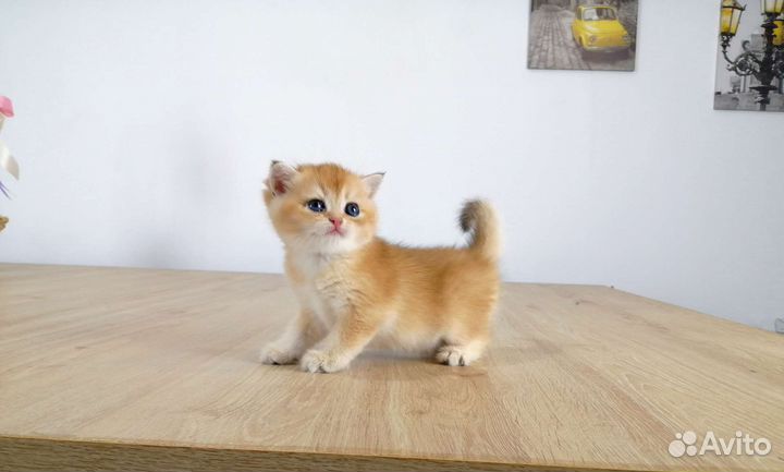 Британские котята