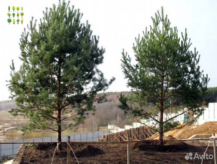 Крупномер сосны