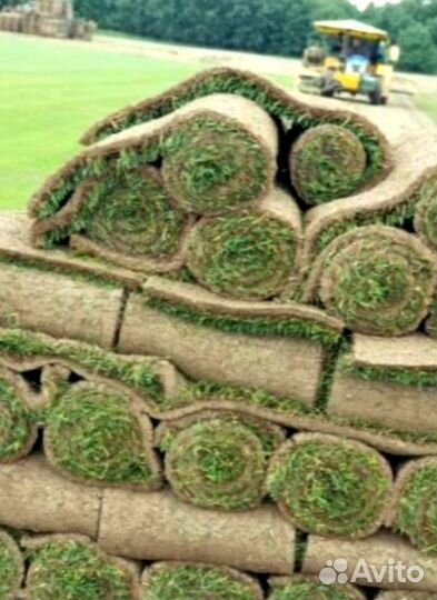 Рулонный газон