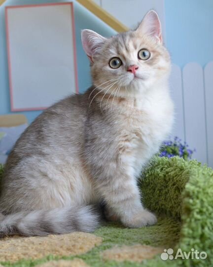 Голубое золото