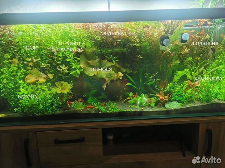 Прополка аквариумных растений