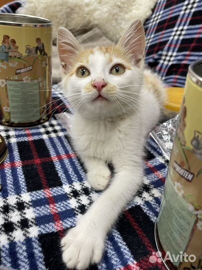 Котики бесплатно