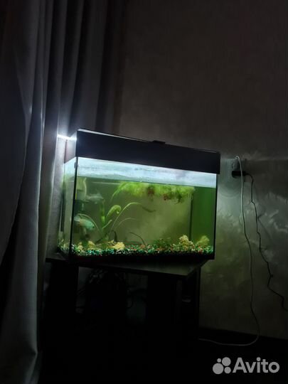 Аквариум