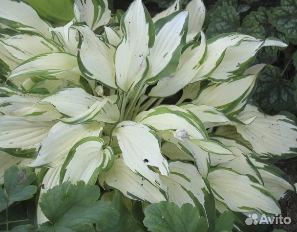 Коллекционные,мини,маусы и др.хосты. Много сортов