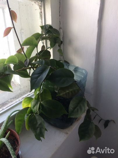 Цветы комнатные