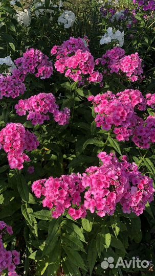 Многолетние растения