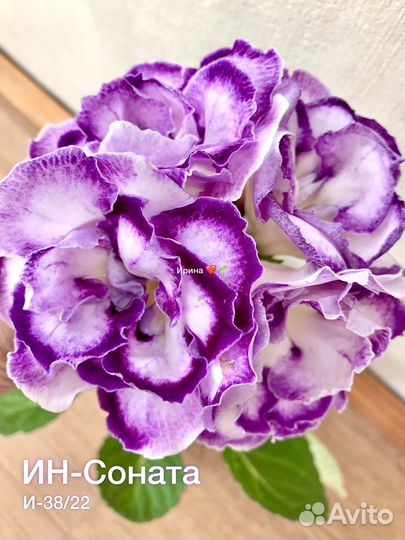 Глоксиния махровая