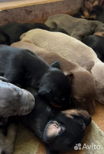 Добермана щенки