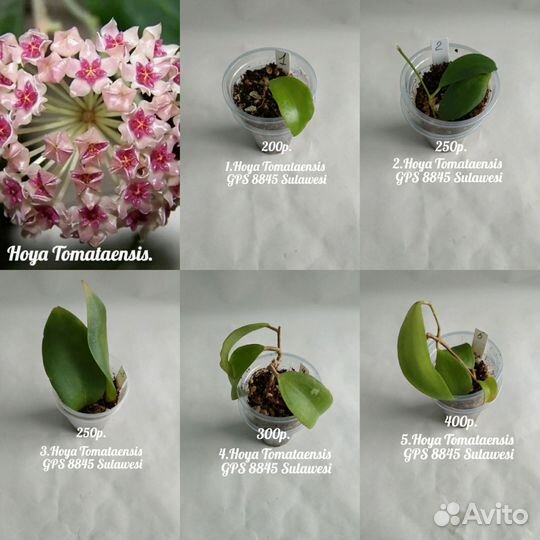 Хойя. Хойи. N8. Укоренённые в 100гр. стаканчиках