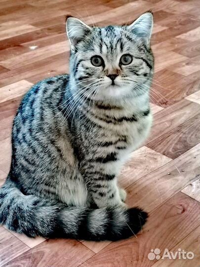 Шотландская прямоухая