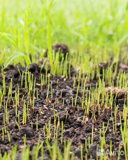 Газон Премиум семена многолетний