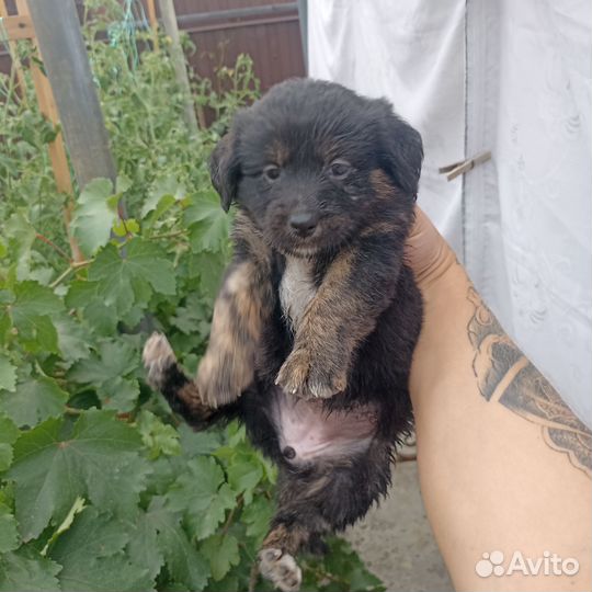 Собака девочка