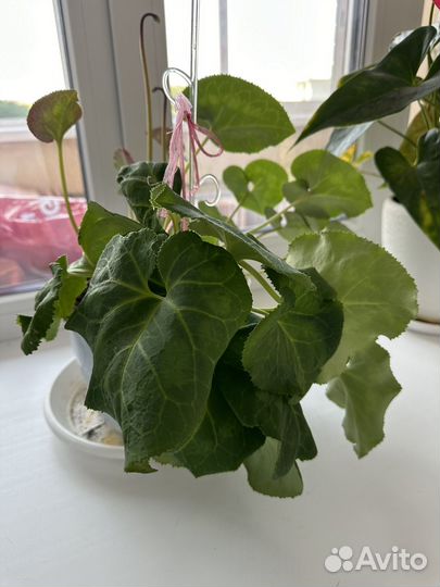 Цикламен персидский