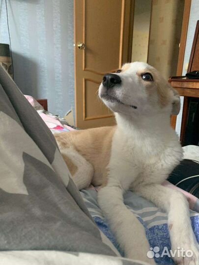 Щенок девочка ищет дом