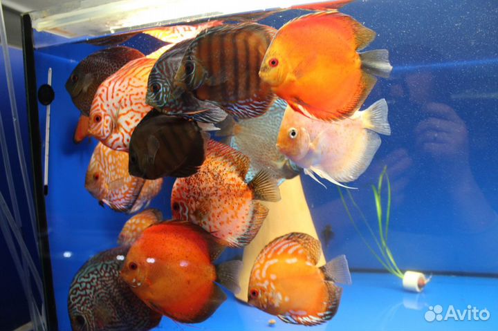 Более 300 видов рыб