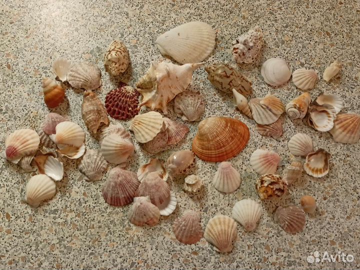Ракушка для интерьера и аквариума