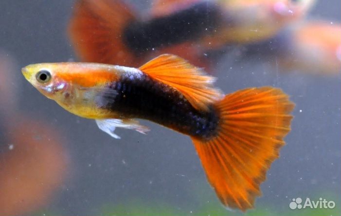 Гуппи берлинские