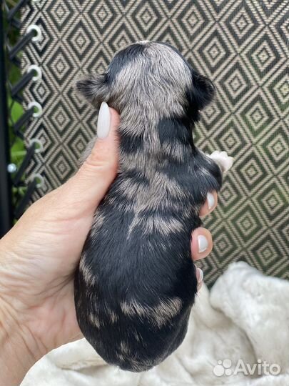 Йоркширский терьер мини щенки цветные