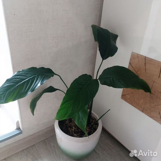 Спатифиллум Лауретта