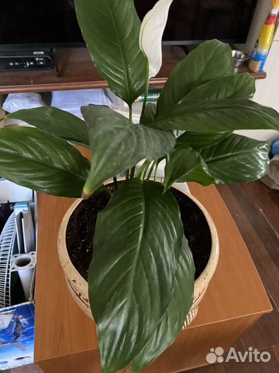 Лилия, спатифиллум