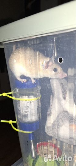 Иглистая мышь