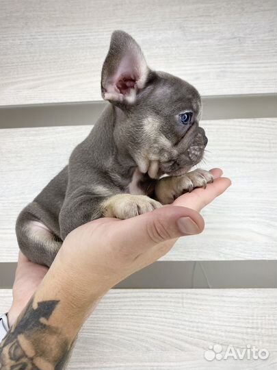 Французский бульдог голубой мальчик