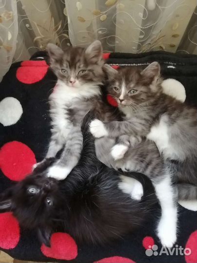 Кошки в добрые руки бесплатно