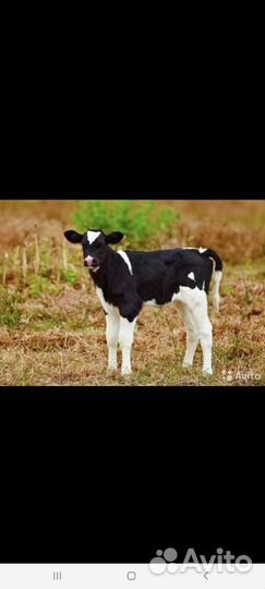 Быки и Тёлки