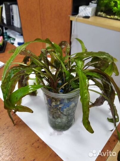 Криптокорина, лимонник растения аквариумные