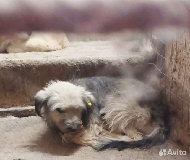 Маленькая собака